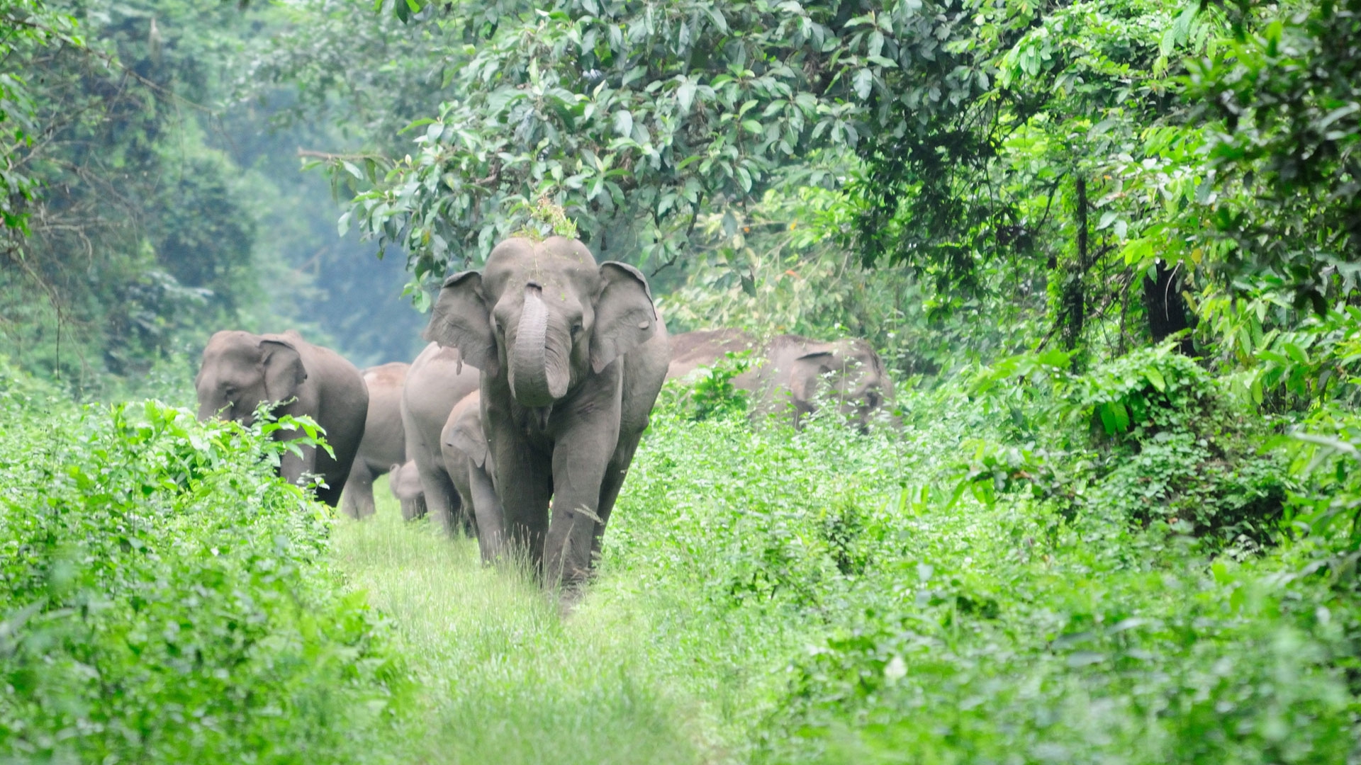 Dooars Nature Tour